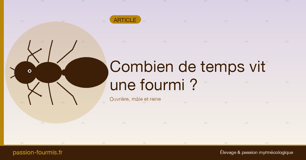 Combien de temps vit une fourmi ? Ouvrières, gynes et mâles