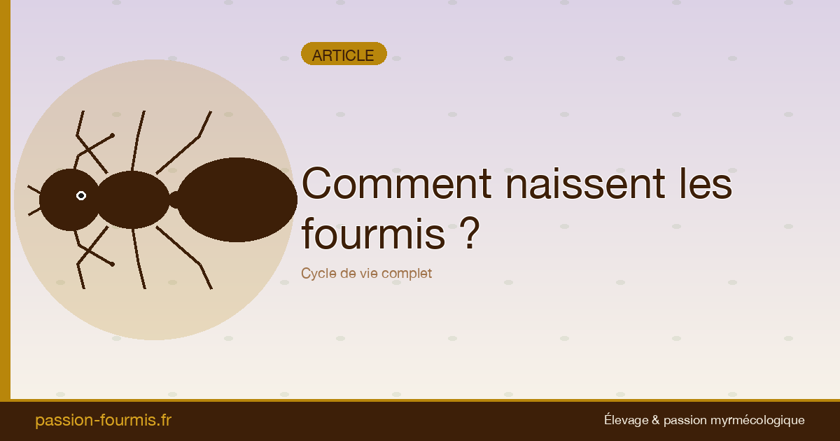 Comment naissent les fourmis ? Le cycle de vie complet