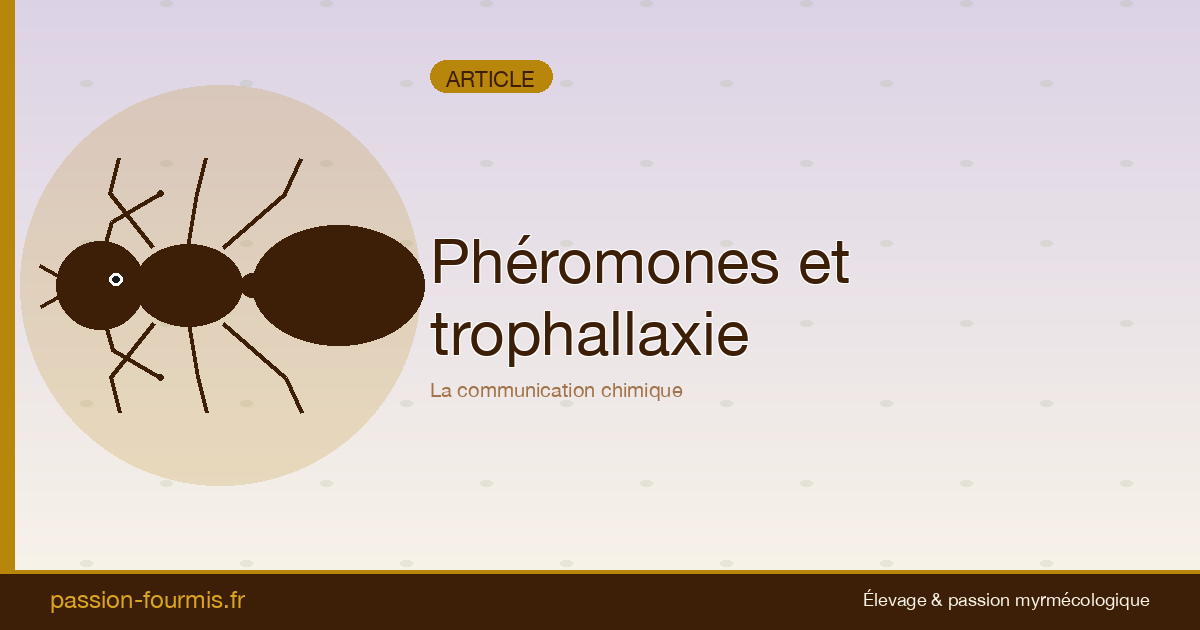 Phéromones et trophallaxie : la communication des fourmis