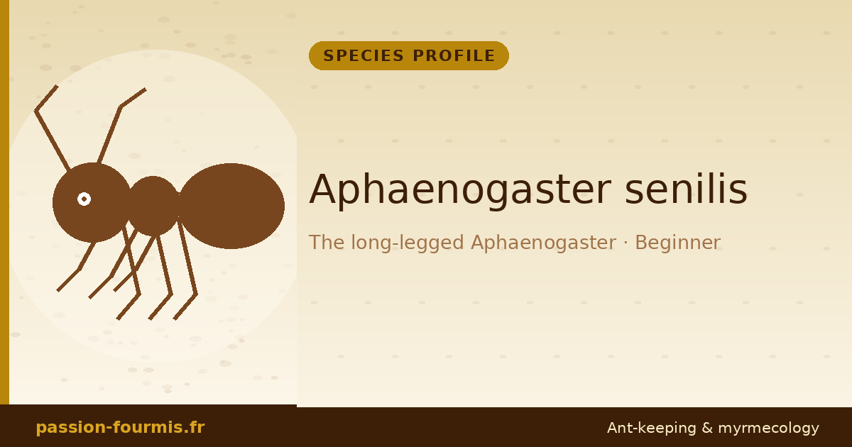 Aphaenogaster senilis