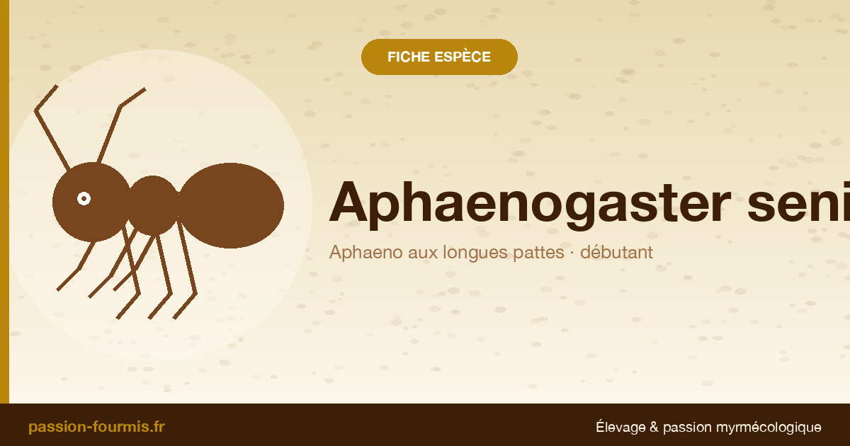 Aphaenogaster senilis