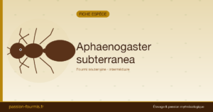 Aphaenogaster subterranea