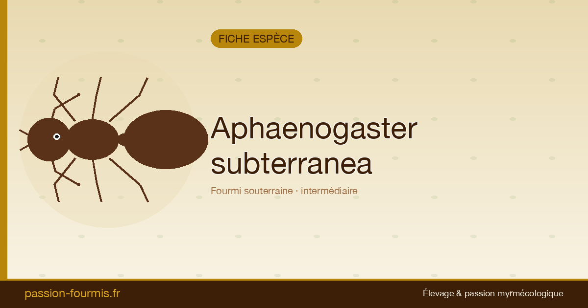 Aphaenogaster subterranea