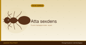 Atta sexdens