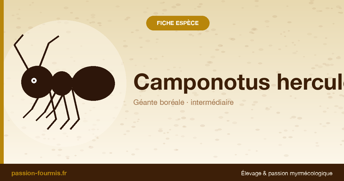 Camponotus herculeanus