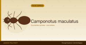 Camponotus maculatus