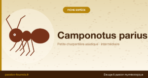 Camponotus parius