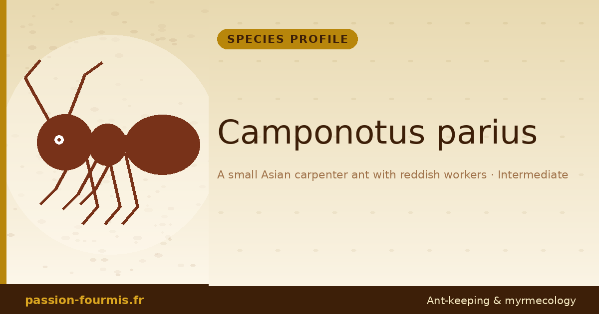 Camponotus parius
