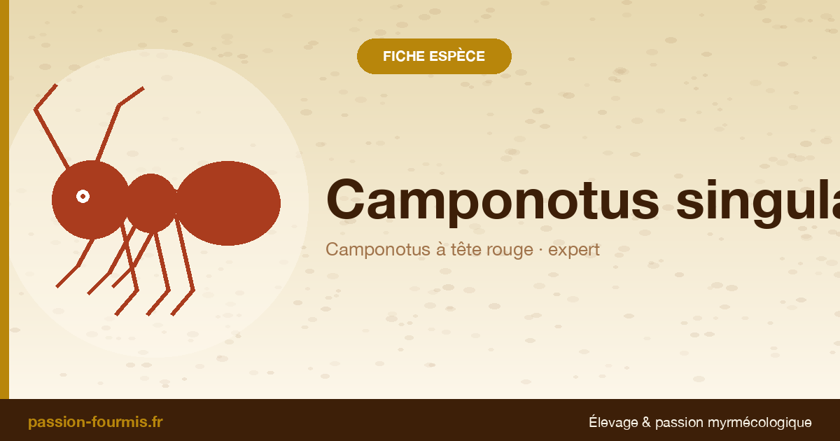 Camponotus singularis