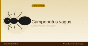 Camponotus vagus