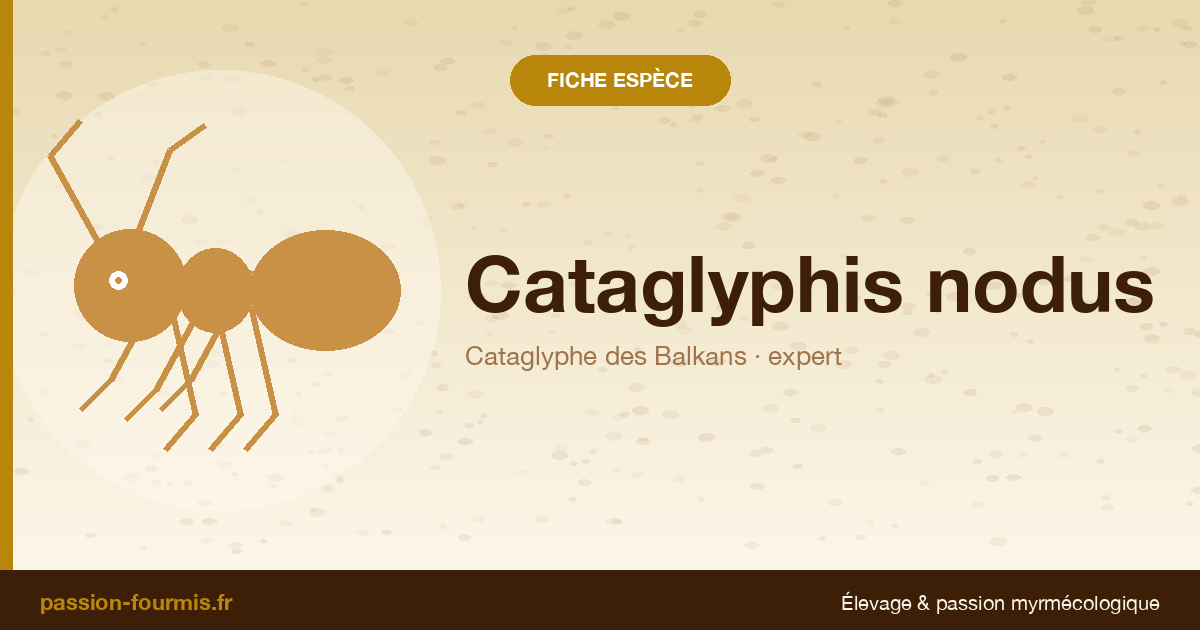 Cataglyphis nodus