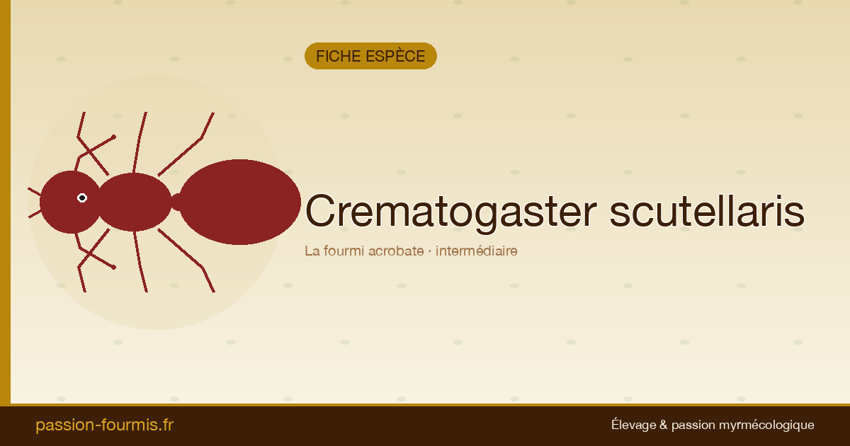 Crematogaster scutellaris