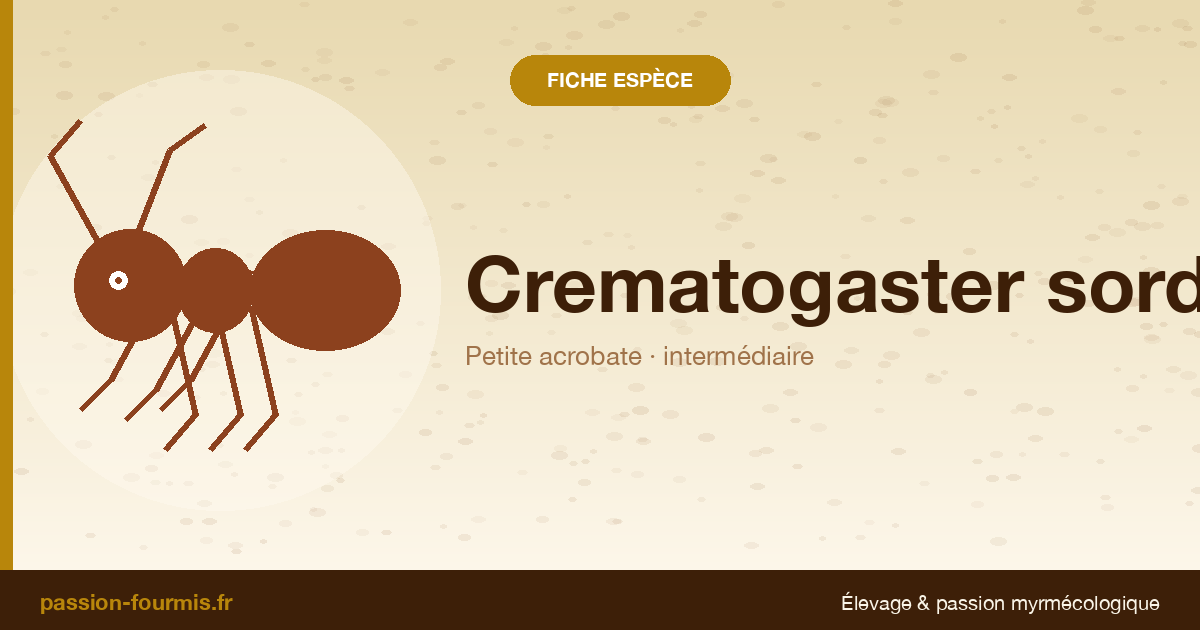 Crematogaster sordidula