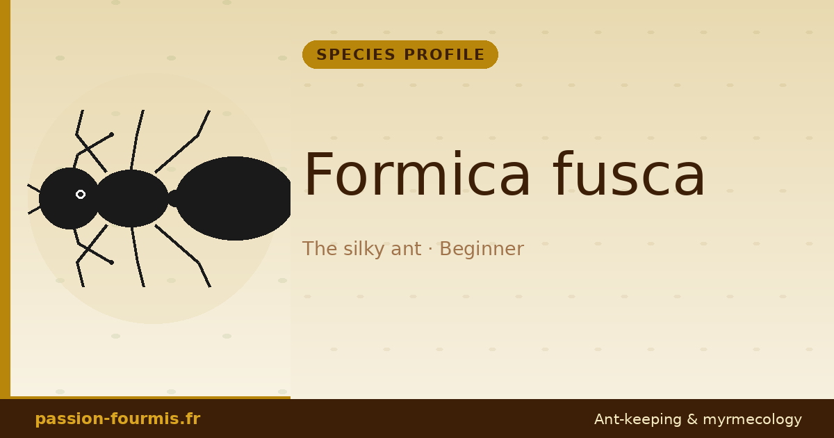 Formica fusca