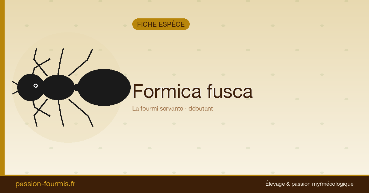 Formica fusca