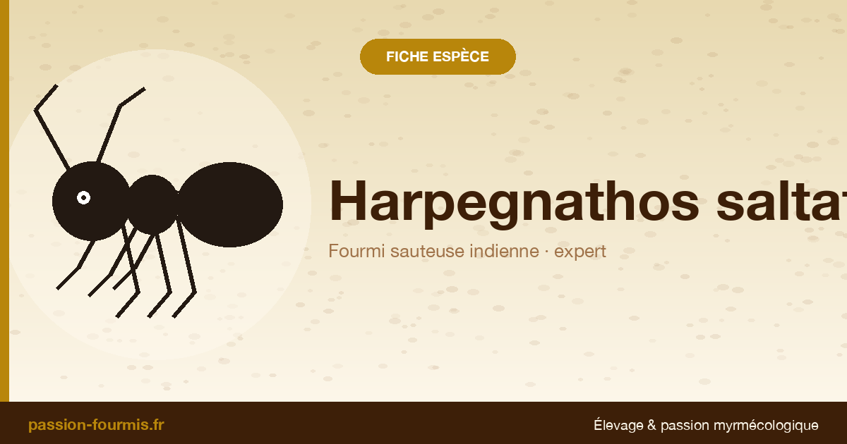 Harpegnathos saltator