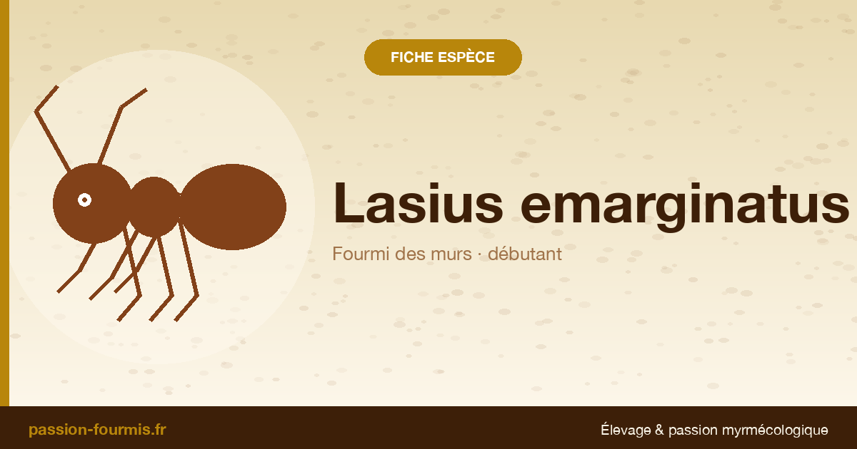 Lasius emarginatus