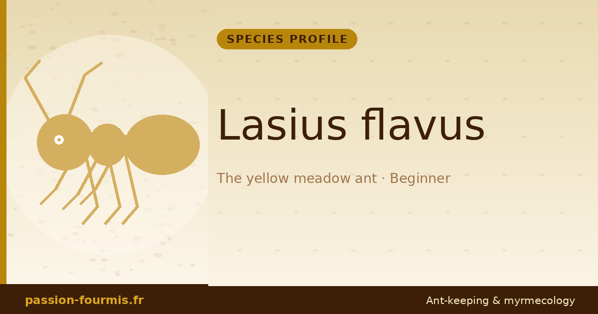Lasius flavus