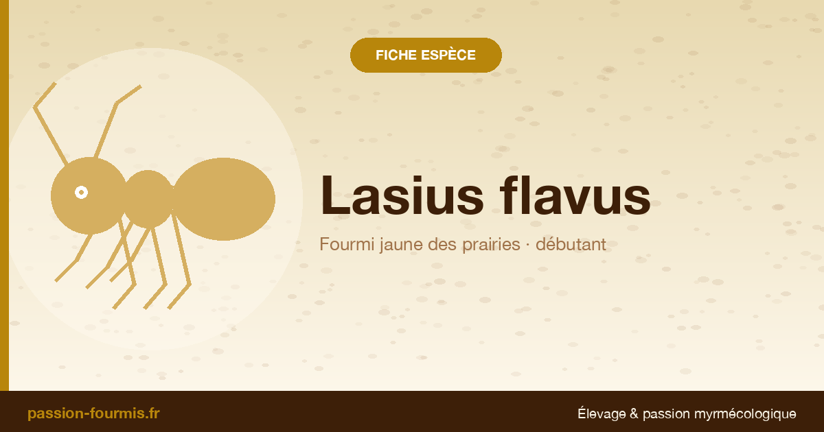 Lasius flavus