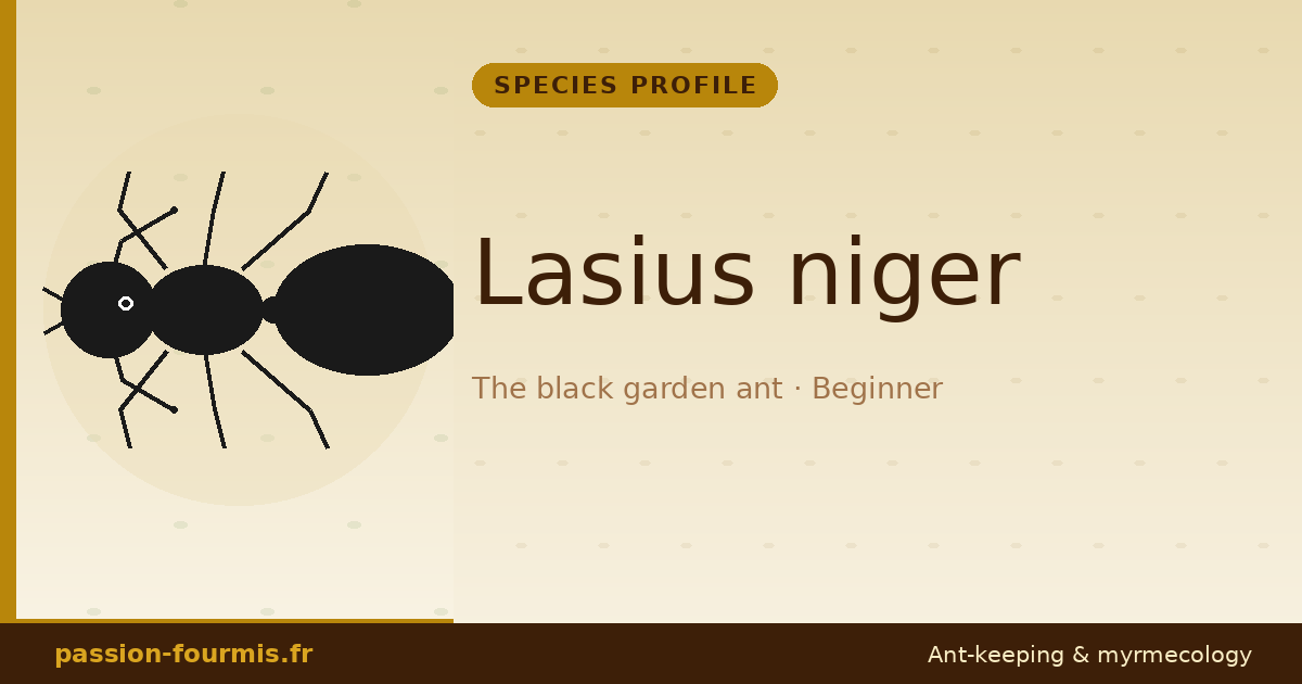 Lasius niger