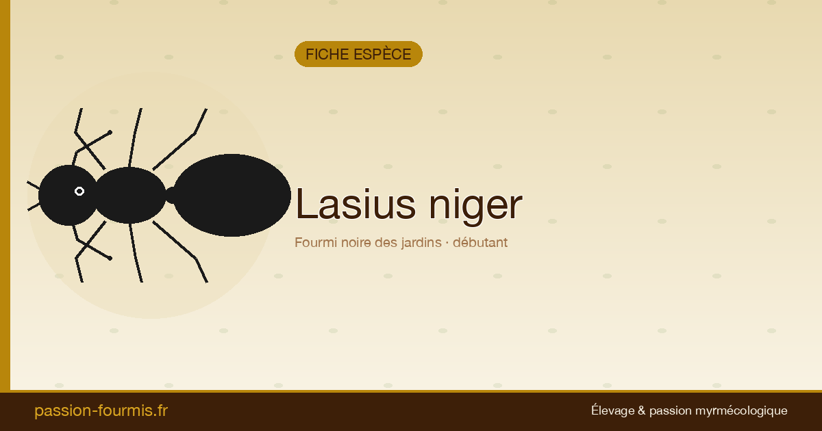 Lasius niger