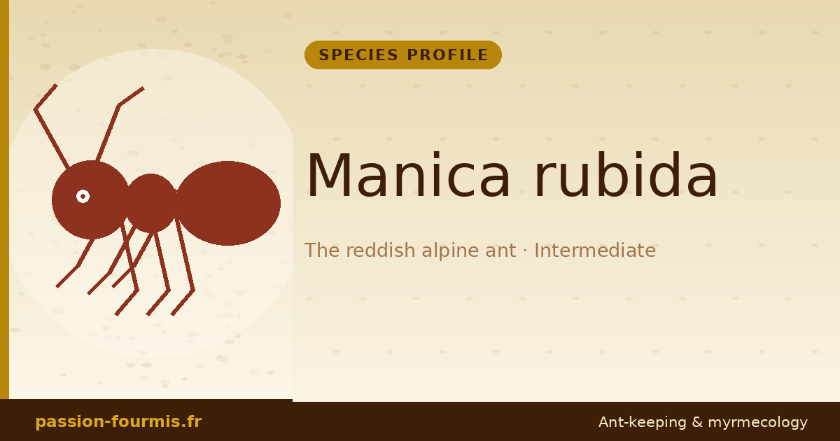 Manica rubida