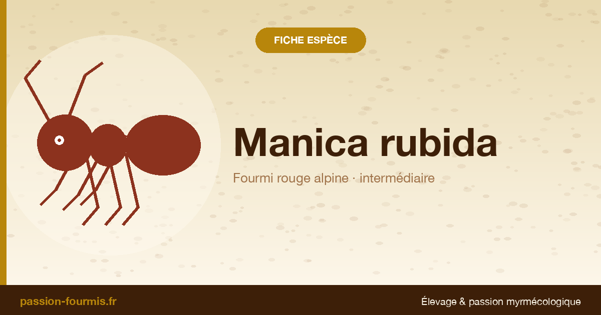 Manica rubida