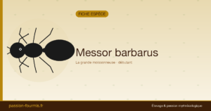 Messor barbarus