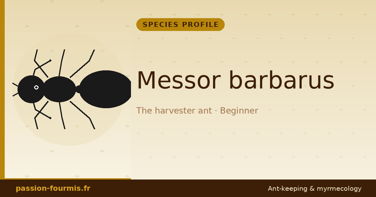 Messor barbarus