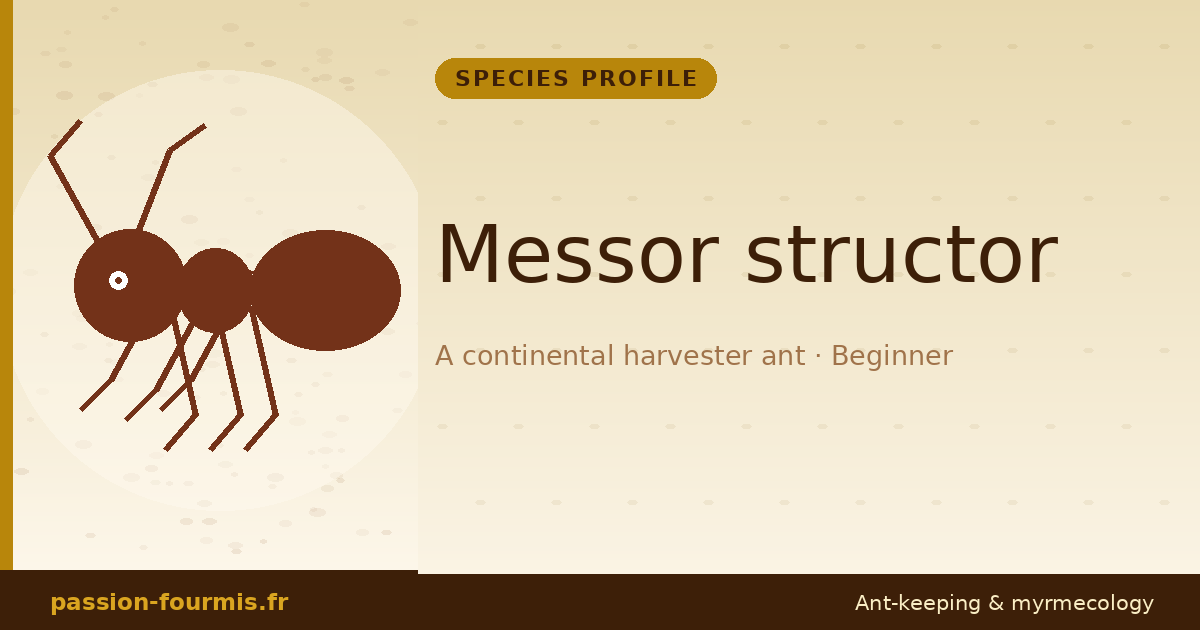 Messor structor