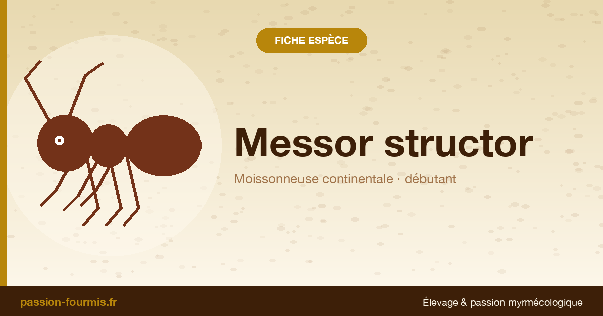 Messor structor