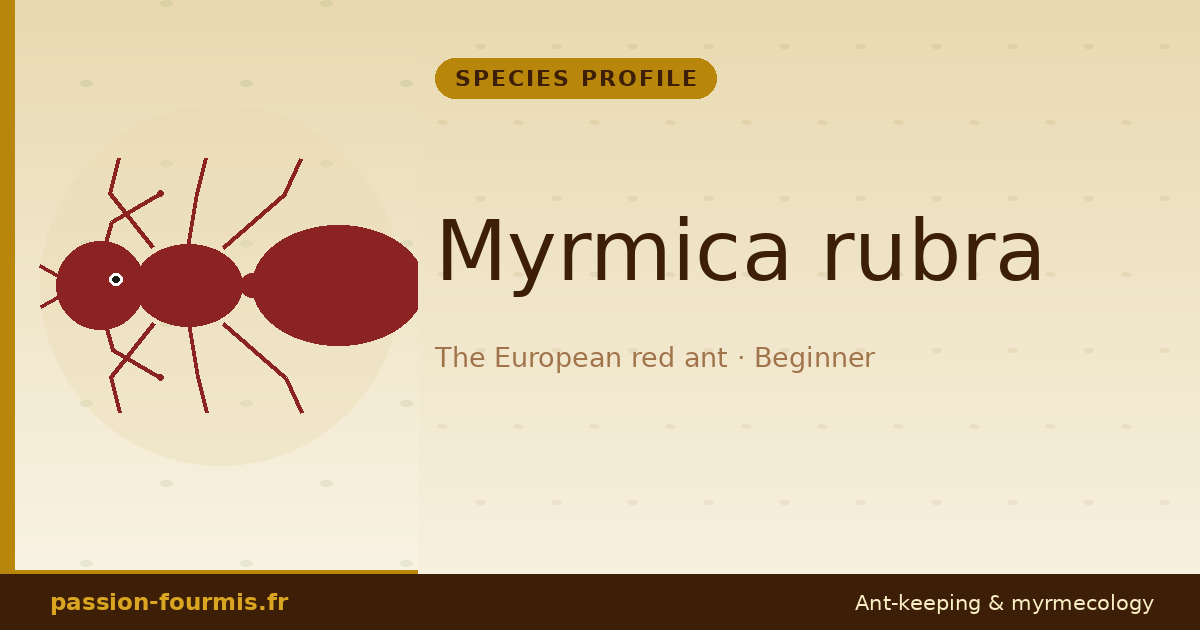 Myrmica rubra
