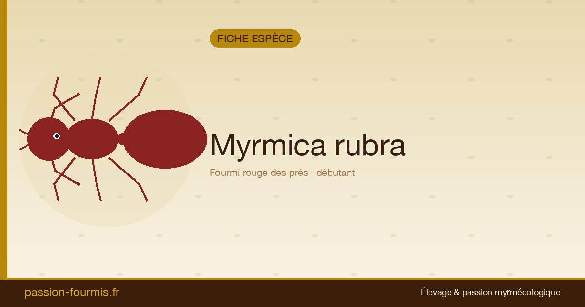 Myrmica rubra