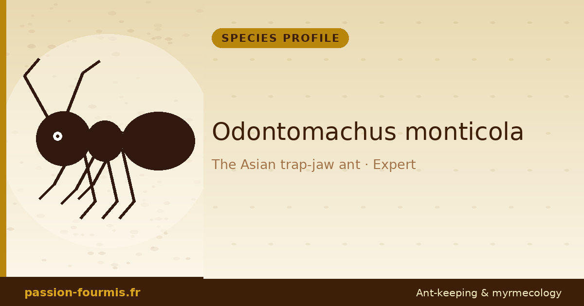 Odontomachus monticola