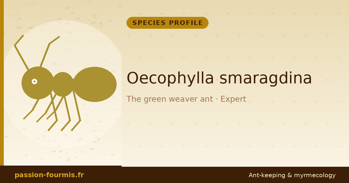 Oecophylla smaragdina