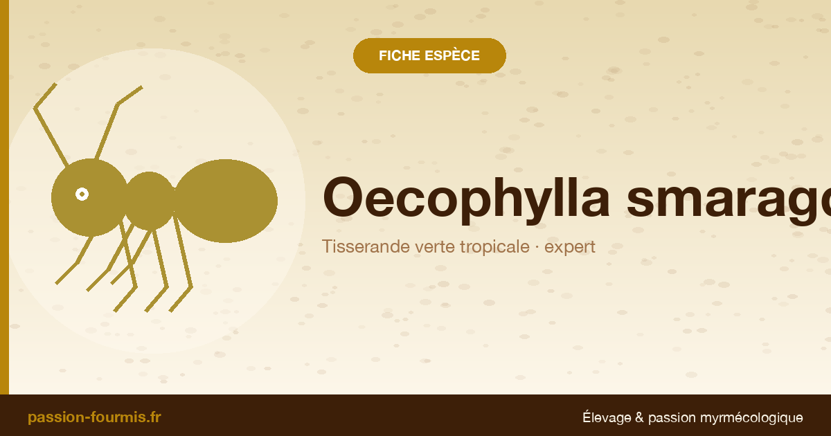 Oecophylla smaragdina