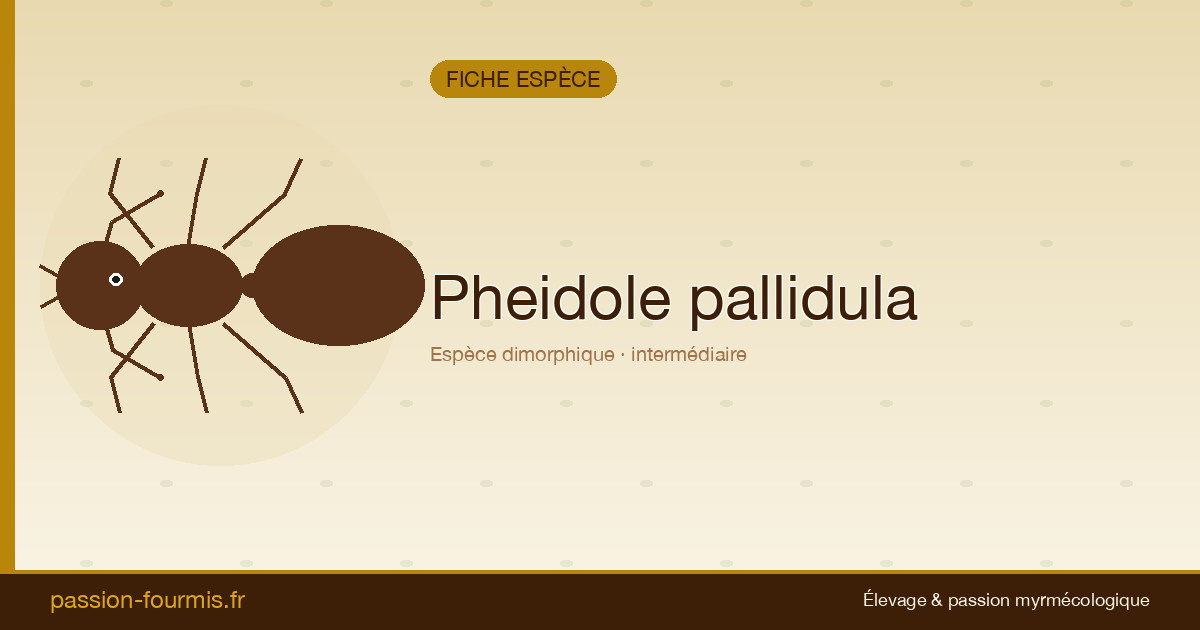 Pheidole pallidula