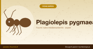 Plagiolepis pygmaea