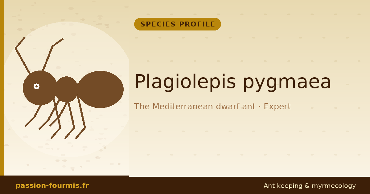 Plagiolepis pygmaea