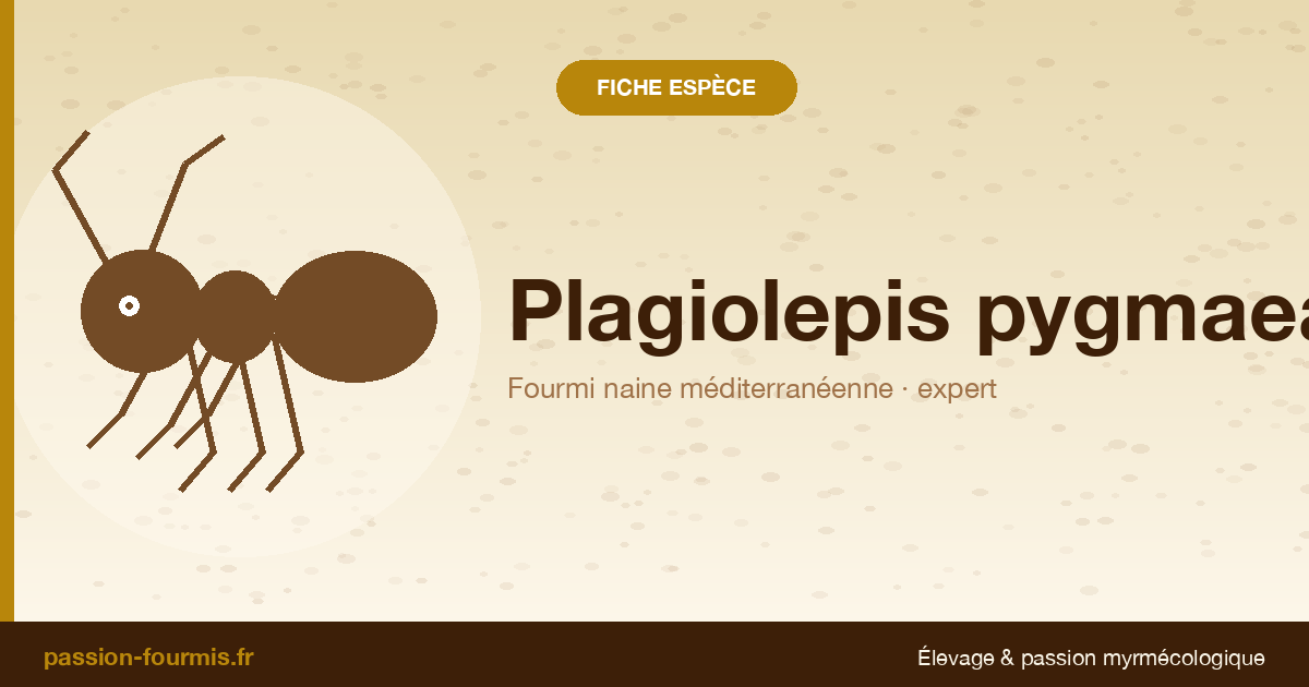 Plagiolepis pygmaea