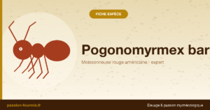 Pogonomyrmex barbatus