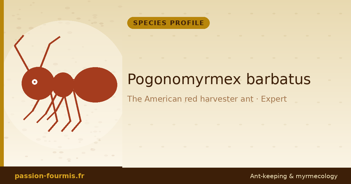 Pogonomyrmex barbatus