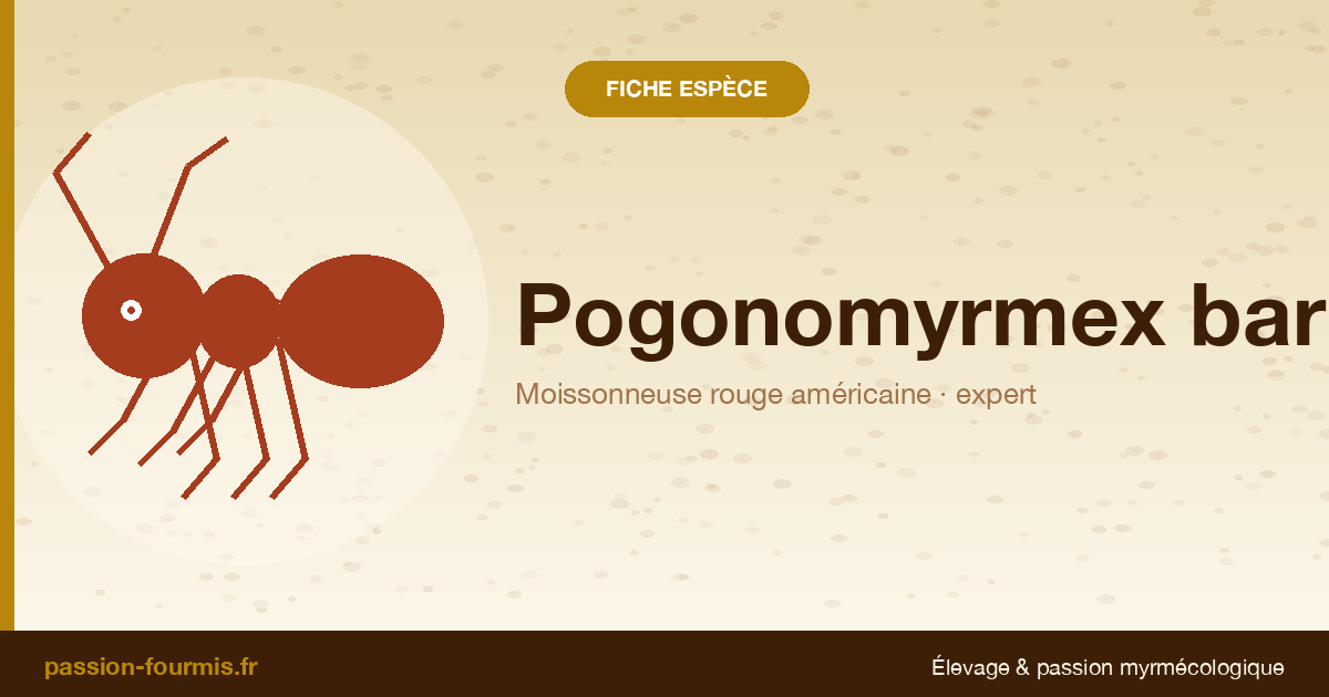 Pogonomyrmex barbatus