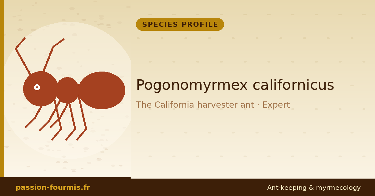 Pogonomyrmex californicus