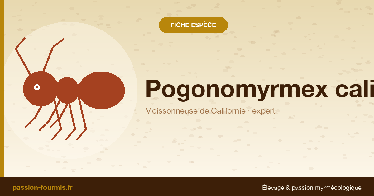 Pogonomyrmex californicus