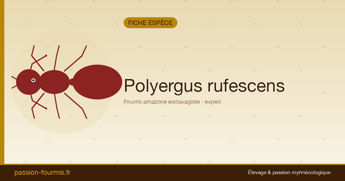 Polyergus rufescens