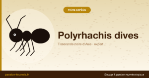 Polyrhachis dives