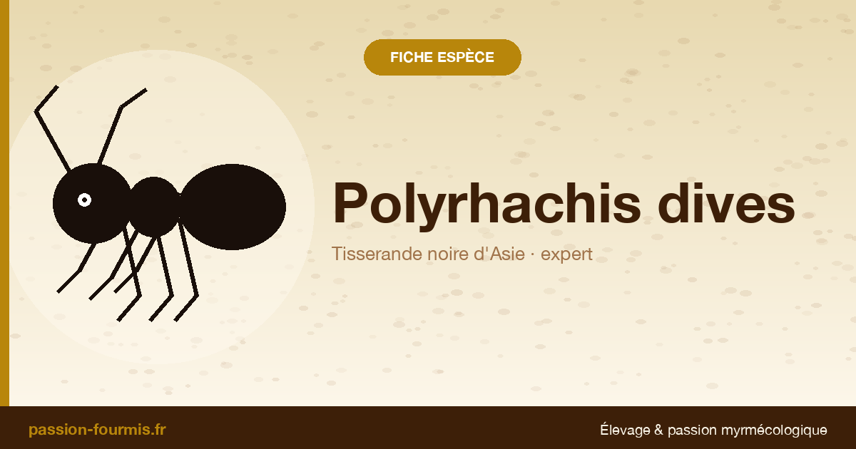 Polyrhachis dives