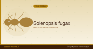 Solenopsis fugax