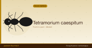 Tetramorium caespitum